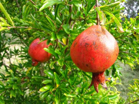 Pomegranate Plants Was This Review Helpful Pomegranate Tree Care