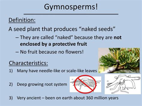 PPT Gymnosperms And Angiosperms PowerPoint Presentation Free