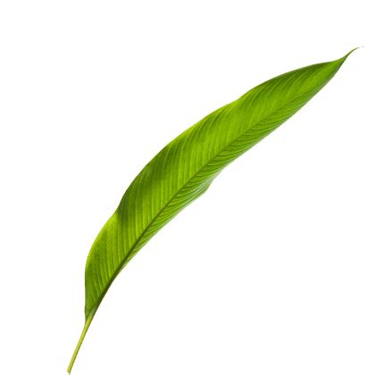 Urban Jungle 男性熱蠟除毛頂級保養 | 台北男性熱蠟除毛| 高雄男性熱蠟除毛專門