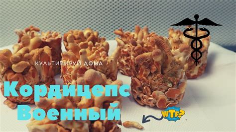 Кордицепс Военный (Cordyceps Militaris) - Выращиваем грибы - YouTube