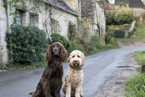 The Best Pet-Friendly Hotels to Book in the Cotswolds, UK