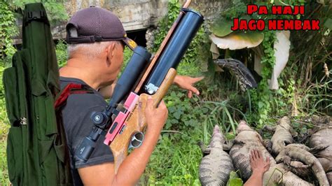 Berburu Biawak Spot Rawa YouTube