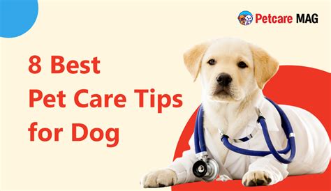 8 Best Pet Care Tips for Dogs in 2023 - Petcare Mag