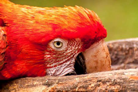 Arara Vermelha E Verde Ara Chloropterus Bela Ave Alimentando Se