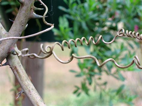 Twisty Vines Free Photo Download | FreeImages