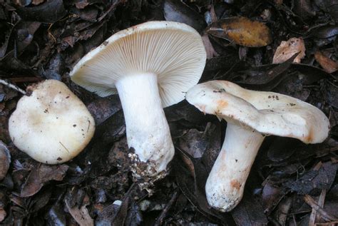 Russula Densifolia The Ultimate Mushroom Guide