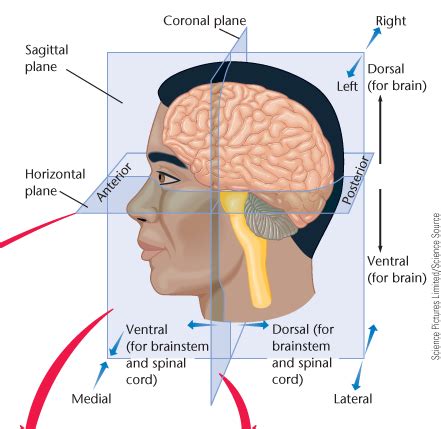 Neuroanatomy Flashcards Quizlet