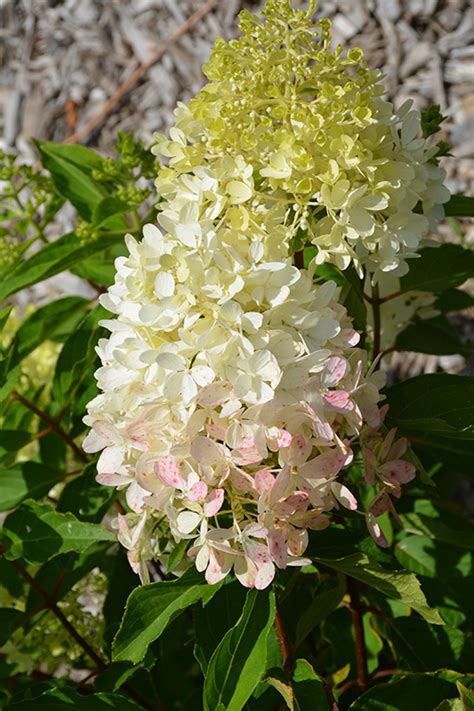 Zinfin Doll Hydrangea Hydrangea Paniculata Smnhprzep In Winnipeg