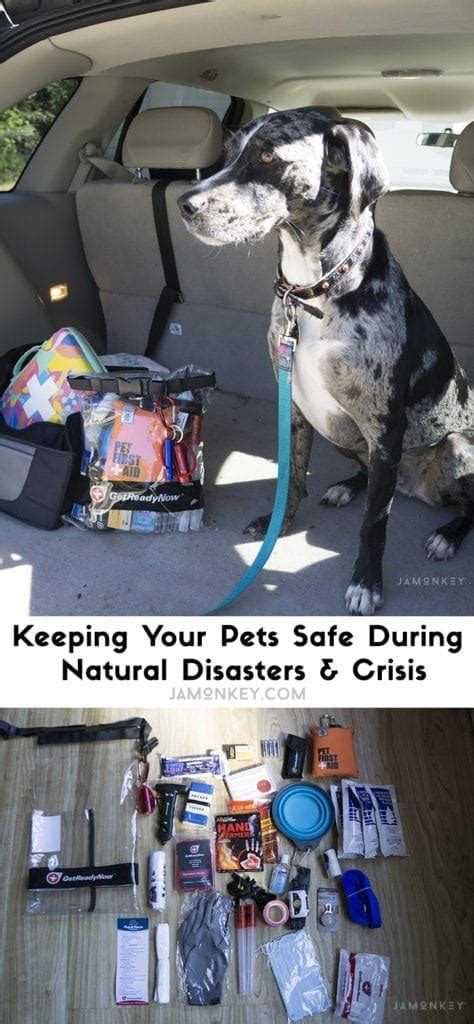 Keeping Your Pets Safe During Natural Disasters And Crisis Jamonkey