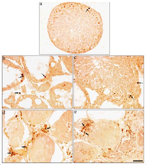 Light Microscopy Of Testicular Tissue In Different Groups A In