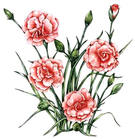 Картинки гвоздики: распечатать или скачать бесплатно | Printonic.ru