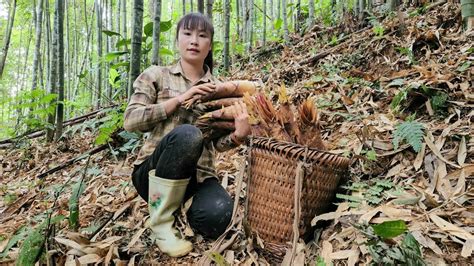 Harvest Bamboo Shoots And Boil Corn To Bring To The Market To Sell