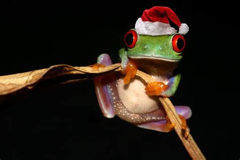 The Christmas Frog By Angiwallace On Deviantart