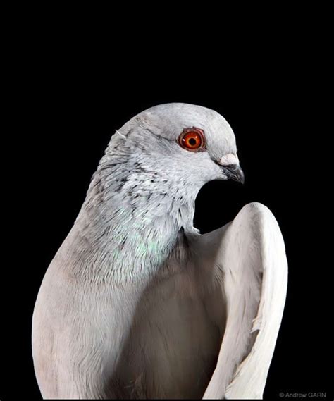 The New York Pigeon: An Exhibition Of Photos By Andrew Garn - The Dodo