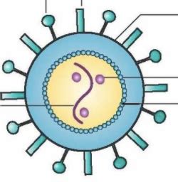 Virus diagram Diagram | Quizlet