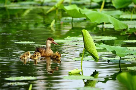 Duck pond stock photo. Image of birds, pond, lotus, duck - 20108460