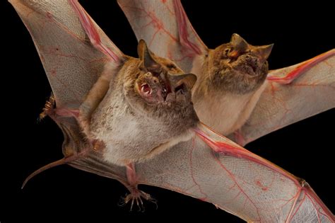 These Japanese Bats Make Tiny Igloos To Survive The Winter