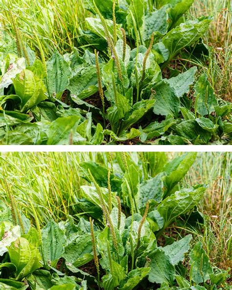 La Plupart Des Gens Ne Connaissent Pas Le Potentiel De Cette Plante