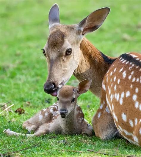 1001 Bilder Und Interessante Fakten Zum Thema Niedliche Tiere