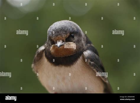 barn swallow bird hirundo  res stock photography  images alamy