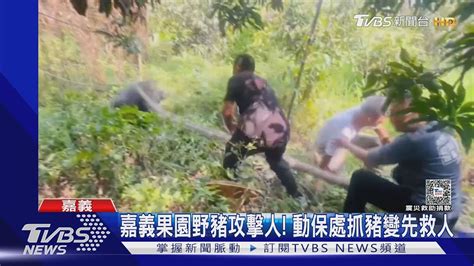 山豬出沒咬傷7旬翁拇指碎 3男持瓦斯槍射獼猴 最重罰30萬｜tvbs新聞 Tvbsnews01 Youtube