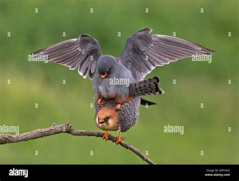 Falcons Hi Res Stock Photography And Images Alamy