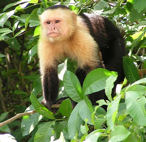 Research Reveals How New Behaviors Appear And Spread Among Capuchin Monkeys