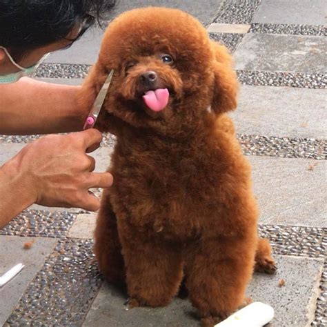 Poodle haircuts top 35 amazing poodle cut images – Artofit