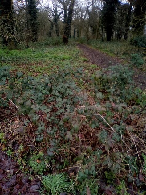 Path In Hangman S Wood Adrian Benn Cc By Sa 2 0 Geograph Britain