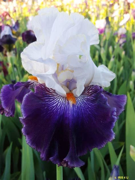 Tall Bearded Iris Iris Curb Appeal In The Irises Database