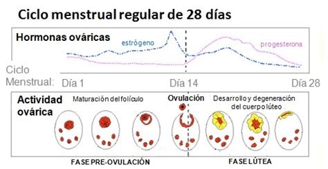 La Fase Lútea Y Sus Problemas Embarazo Y Fertilidad