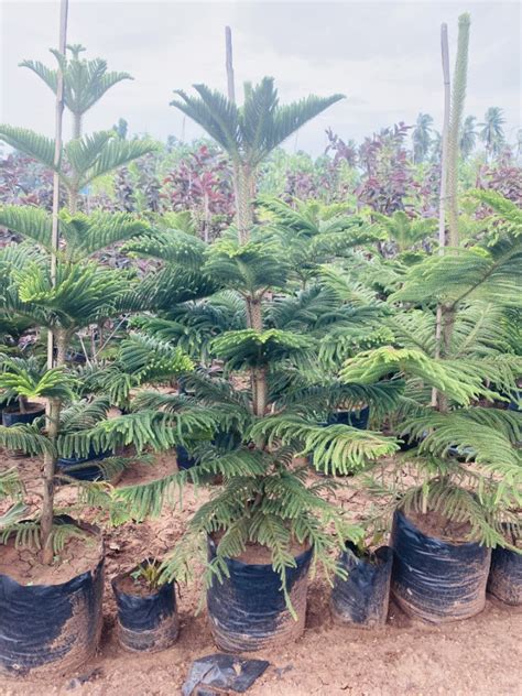 Araucaria Heterophylla Sree Veera Hanuman Nursery Gardens