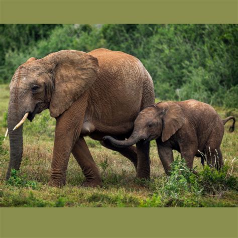 How Long Are Elephants Pregnant? Labour And Birth Process - Animal Ways