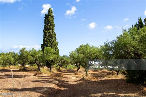 Olive Grove Stock Photo Download Image Now Arid Climate Blue