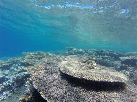 Orange Bay Insel Schnorchelausflug Ab Hurghada Mit Dem Boot Sakkara