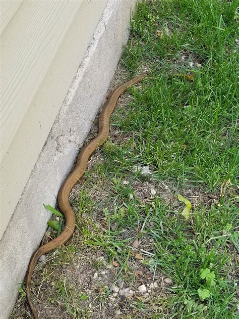 Can anyone ID this snake. Long Island NY – Stellar Snakes