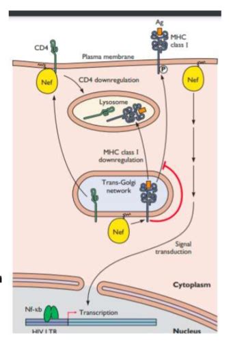 Introduction To Virology Module 5 Lecture 10 Viruses And