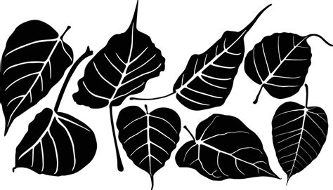 Bodhi Leaf Vector Art, Icons, and Graphics for Free Download