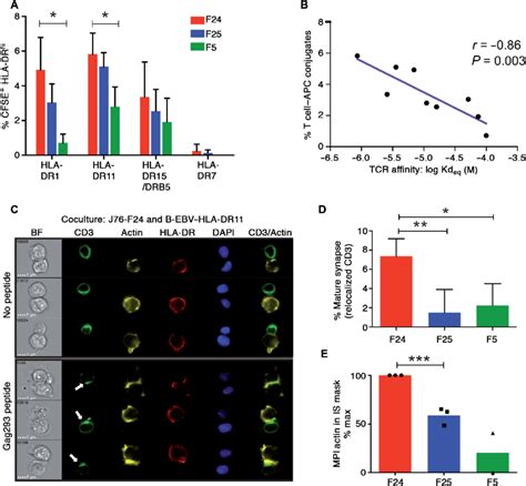 Immunological Synapse Formation By Public Tcr Transduced Cells A Bar