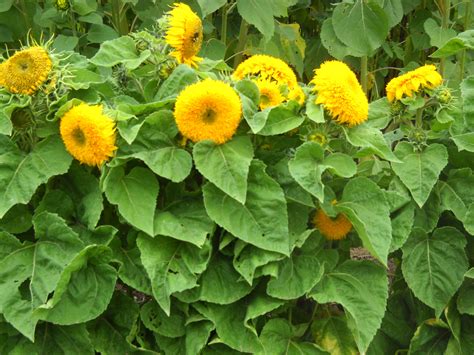 Dwarf Teddy Bear Sunflower