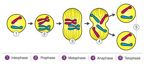 Mitosis Stages Diagram