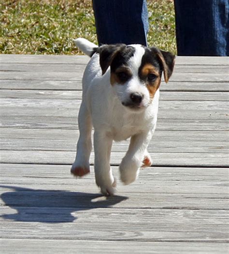 Jack Russell Terrier puppies, Jack Russell puppies, Jack Russell ...