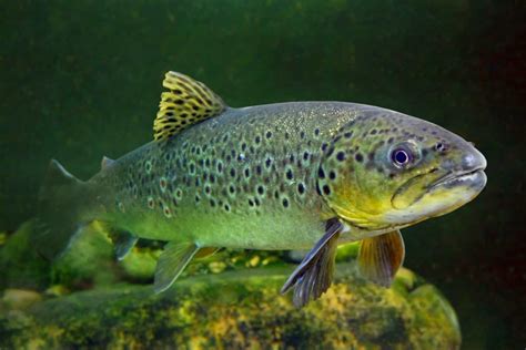 16 Types of Trout Species