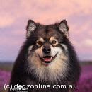 Finnish Lapphund Breeders, Australia - Dogz Online