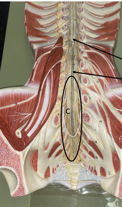 Macro Spinal Cord Labeling Diagram Quizlet