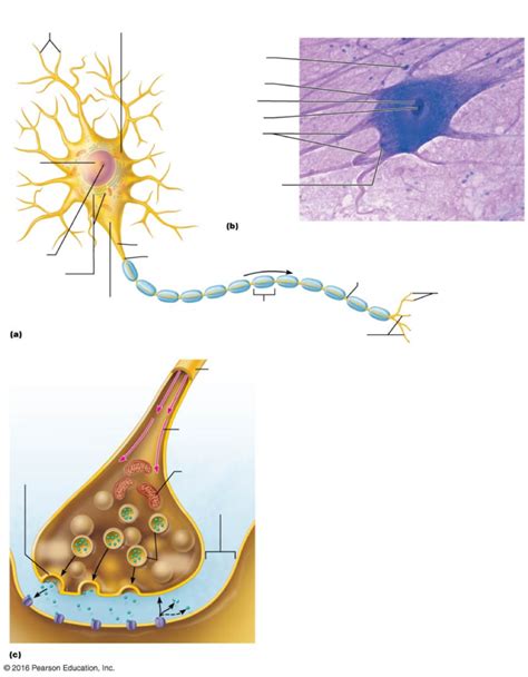 structure of typical motor neuron Diagram | Quizlet