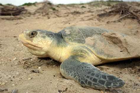 Kemp's Ridley Sea Turtle - Learn About Nature