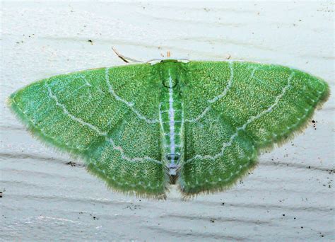 Maryland Biodiversity Project Wavy Lined Emerald Moth Synchlora Aerata