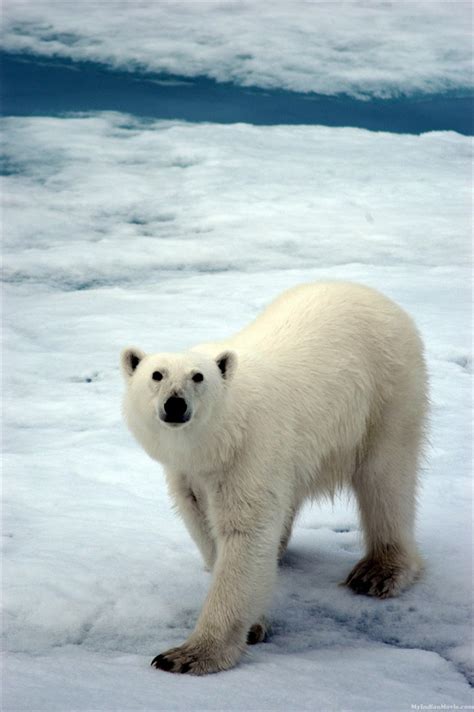 🔥 [39+] Polar Bear Wallpapers HD | WallpaperSafari