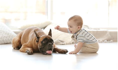 The 11 tips for a baby and a pet to live in the same home - Sanytol